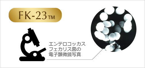 FK-23、エンテロコッカスフェカリス菌の電子顕微鏡写真